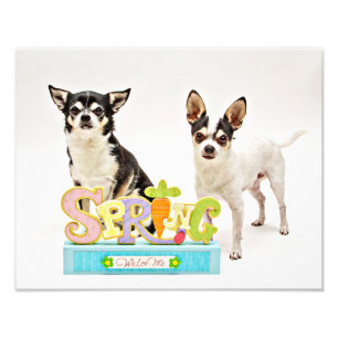 Spring Chihuahua's Photo Print