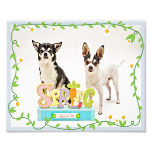 Spring Chihuahua's Photo Print