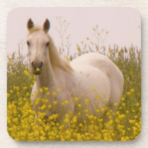 Spring Coaster