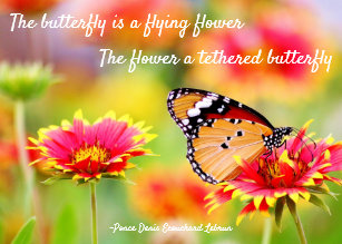 Butterfly Quote Cards Zazzle Nz