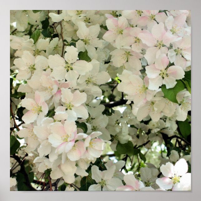 Spring Crabapple Flower Blossoms Close Up Poster (Front)