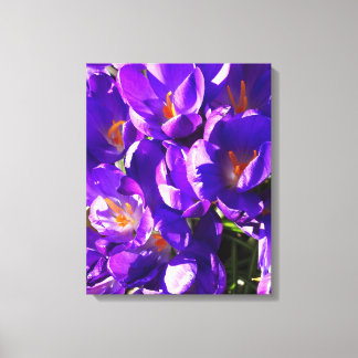 SPRING CROCUS CANVAS PRINT