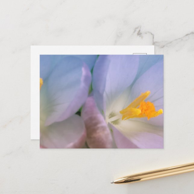 Spring Crocus Photography Postcard (Front/Back In Situ)