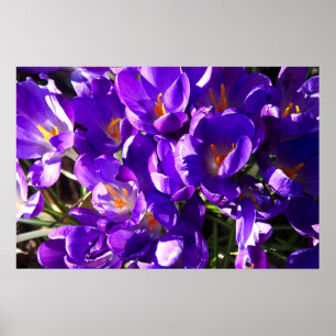 SPRING CROCUS POSTER