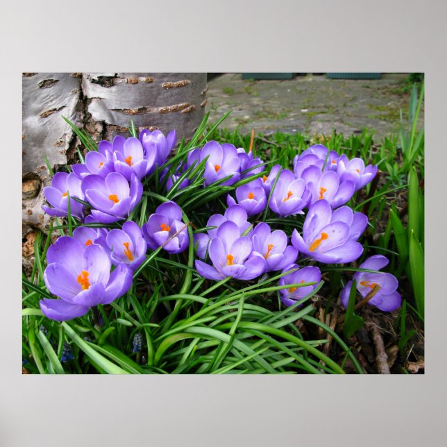 Spring Crocus Poster (Front)