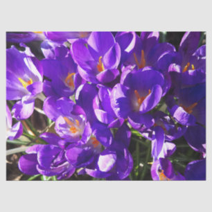 SPRING CROCUS TISSUE PAPER