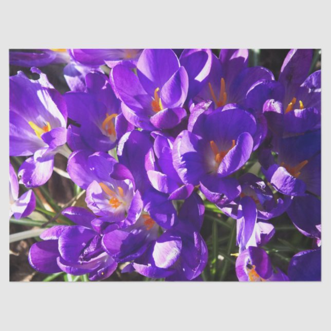 SPRING CROCUS TISSUE PAPER (Front)