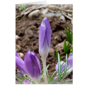Spring crocuses