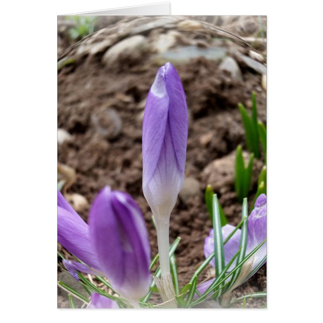 Spring crocuses (Front)