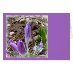 Spring crocuses