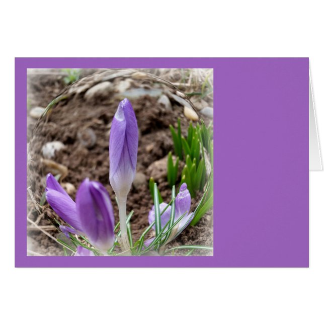 Spring crocuses (Front Horizontal)