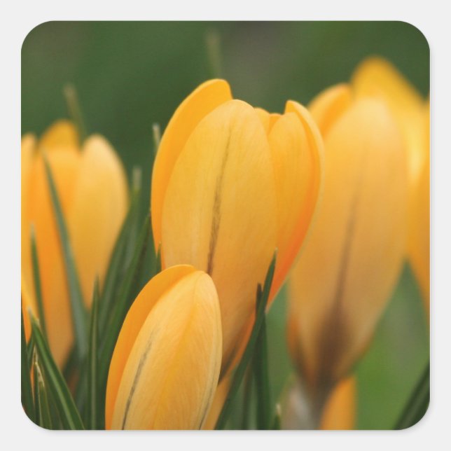 Spring Crocuses envelope sealer stickers (Front)