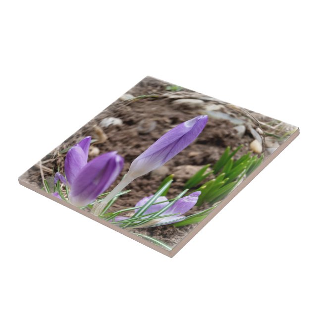 Spring crocuses tile (Side)