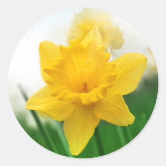 Spring daffodil classic round sticker