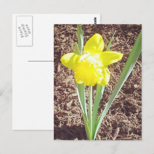 Spring Daffodil Photograph Postcard