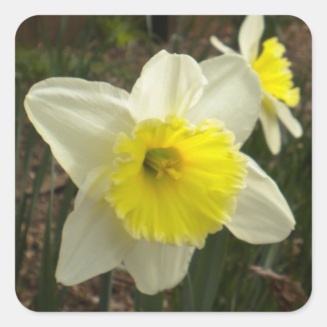 Spring Daffodil Stickers (Front)
