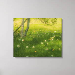 Spring Daffodils Canvas Print