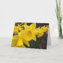 Spring daffodils