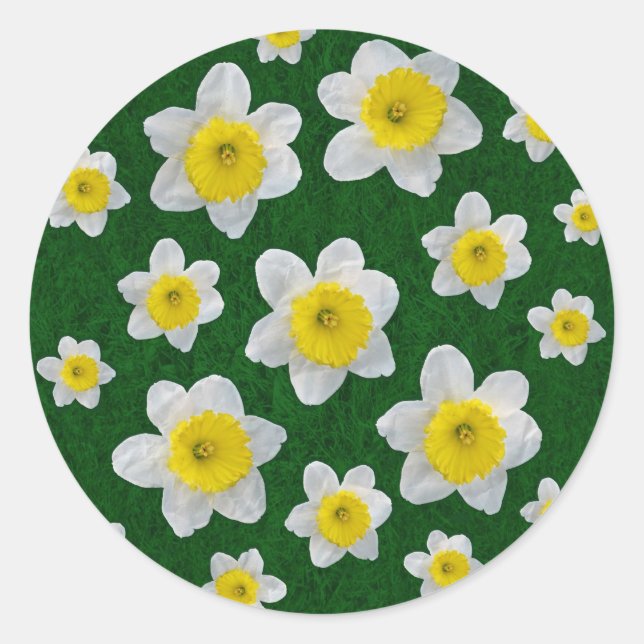 Spring Daffodils Classic Round Sticker (Front)
