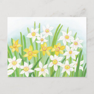 Spring Daffodils  Holiday Postcard