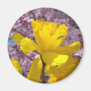 Spring Daffodils Magnet gifts Pink Blossoms