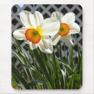 Spring Daffodils Mouse Pad