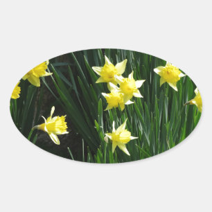 Spring Daffodils Oval Sticker