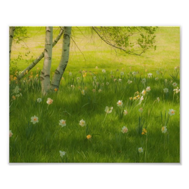Spring Daffodils Photo Print (Front)