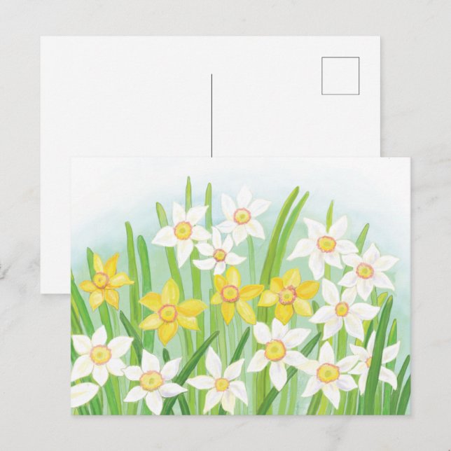 Spring Daffodils  Postcard (Front/Back)