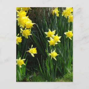 Spring Daffodils Postcard