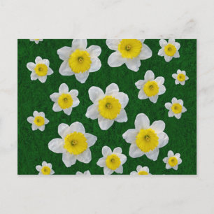 Spring Daffodils Postcard