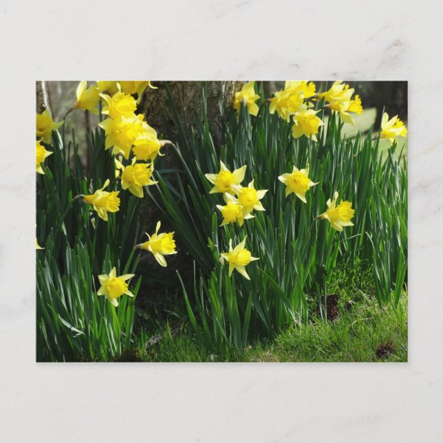 Spring Daffodils Postcard (Front)