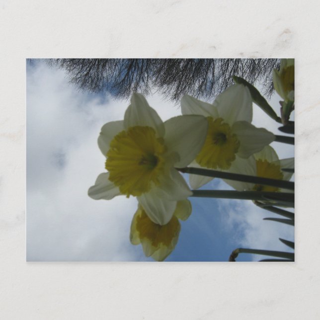 Spring Daffodils postcard (Front)