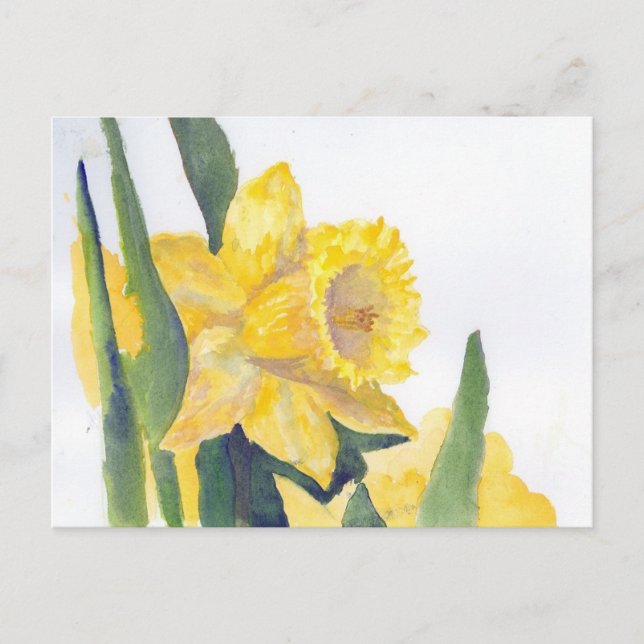 Spring Daffodils Postcard (Front)