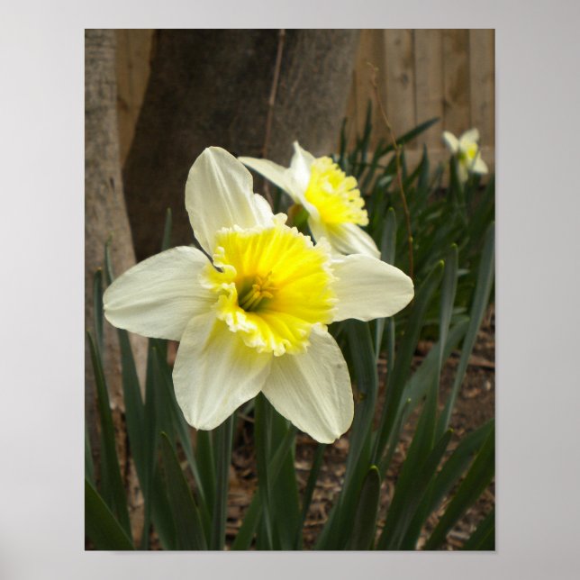 Spring Daffodils Poster (Front)