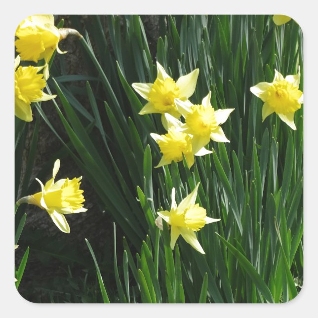 Spring Daffodils Square Sticker (Front)