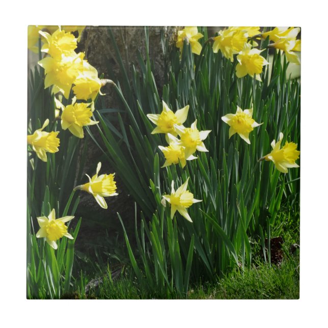 Spring Daffodils Tile (Front)