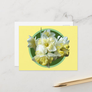 Spring Daffodils White Yellow Narcissus Flowers  Postcard