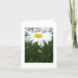Spring Daisy Card