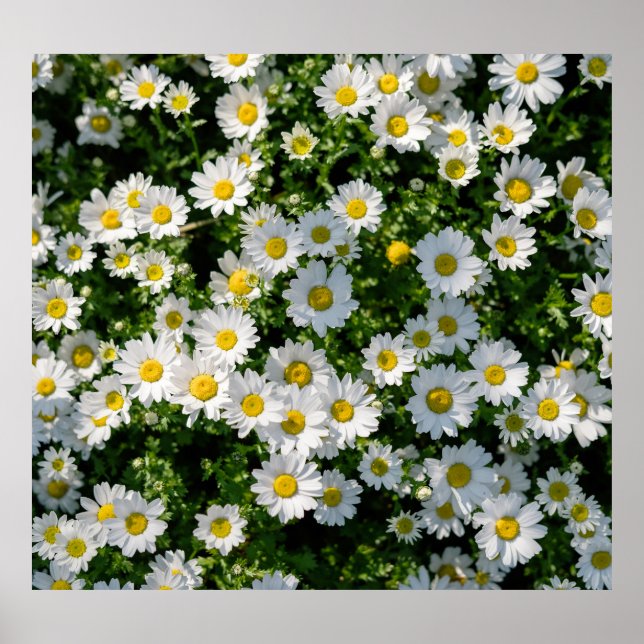 Spring Daisy Field: Serene Background Poster (Front)