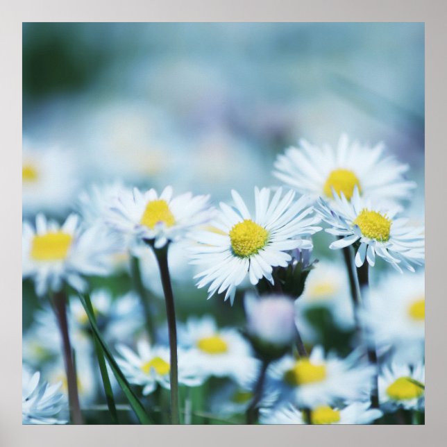 Spring daisy flower poster (Front)