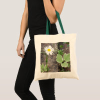 Spring Daisy