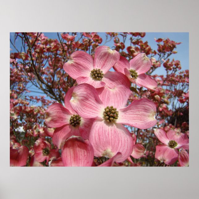 Spring Dogwood Blossoms art prints canvas framed (Front)