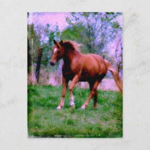 Spring Dreams, Sorrel Trotting Postcard