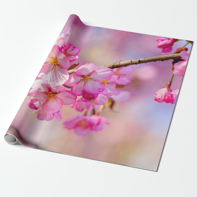 Spring Festival Of Pink Sakura Blossoms Wrapping Paper (Unrolled)