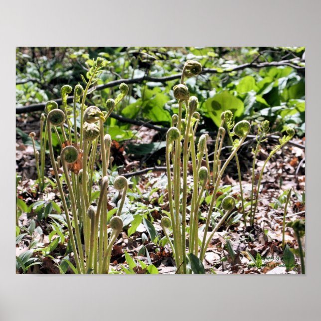 Spring Fiddlehead Ferns Nature Poster (Front)