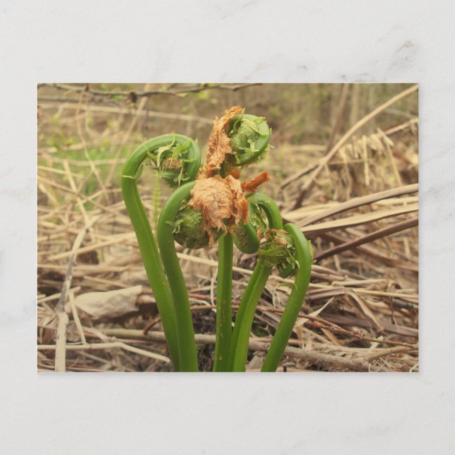 Spring Fiddleheads Postcard (Front)