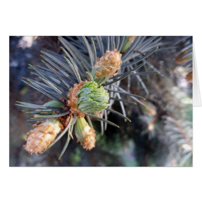 spring fir buds (Front Horizontal)
