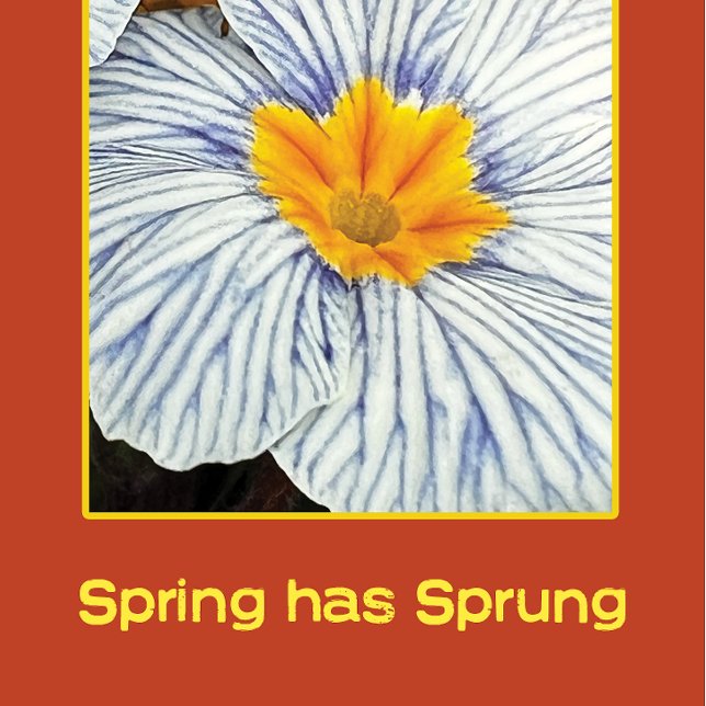 Spring floral colourful flowers (Creator Uploaded)