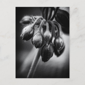 Spring Flower Buds Postcard